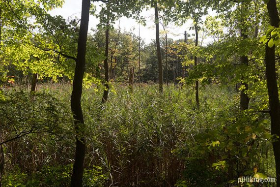 Tall grass among trees.