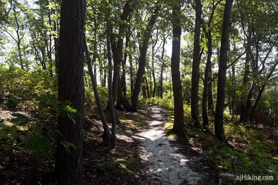 Trail in the Sandpit Picnic area.