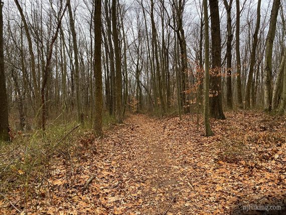 Trail at Van Dyke Farm