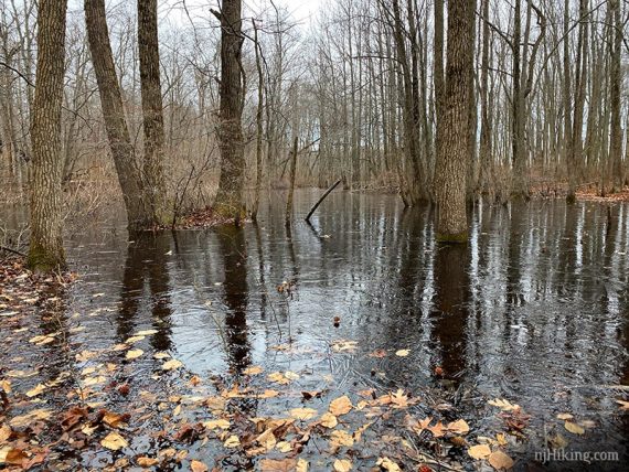 Vernal wetland