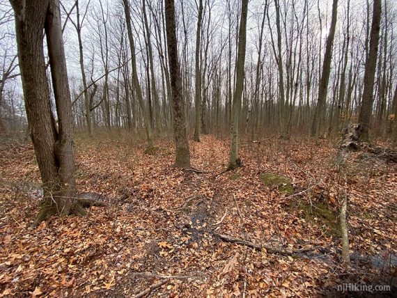 Red trail at Van Dyke Farm