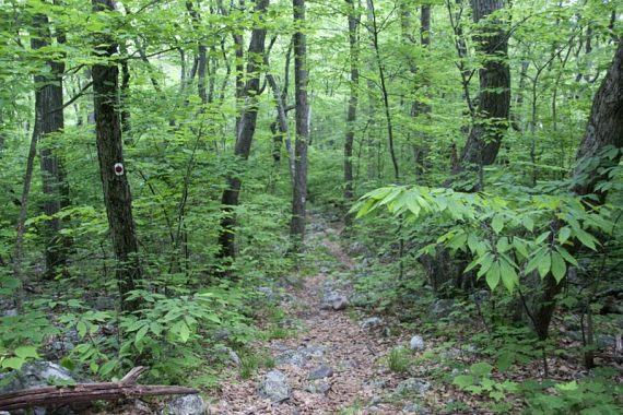 Swenson Trail.