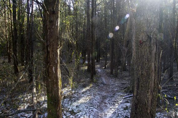 Through dense pines