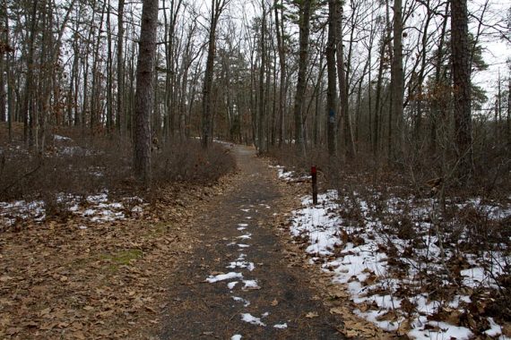 Batsto Lake trail