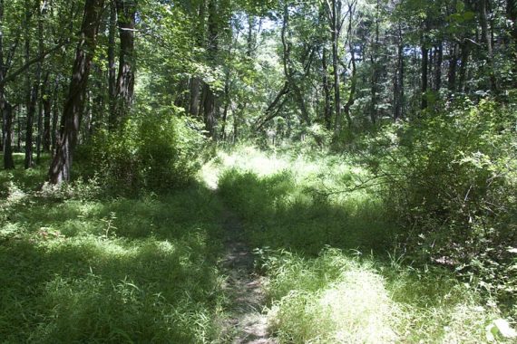 YELLOW connector trail