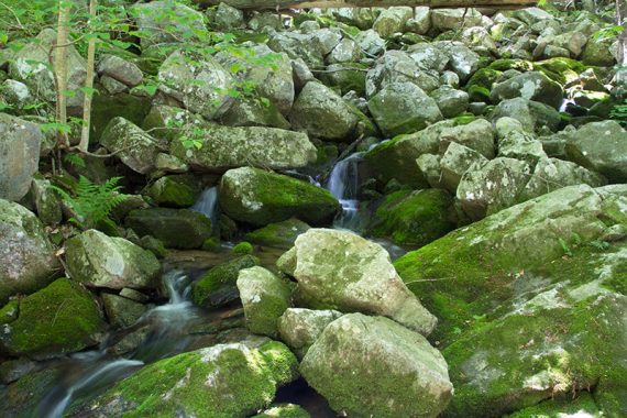 WHITE trail, along Pine Run