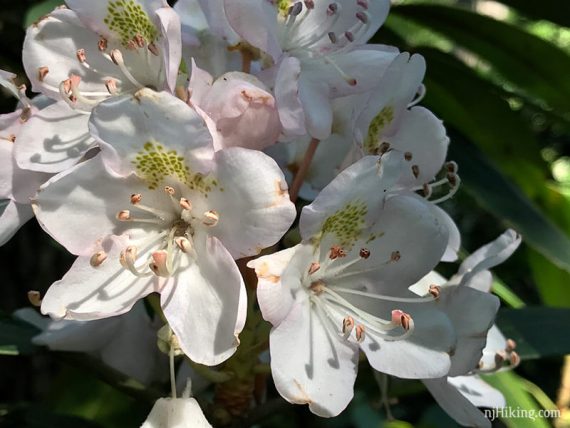 Rhododendron in bloom.