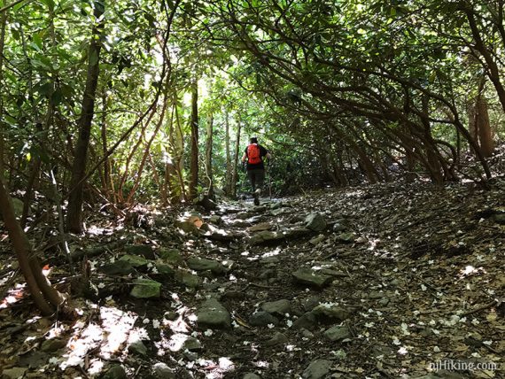 Hiking through a rhododendron tunnel.