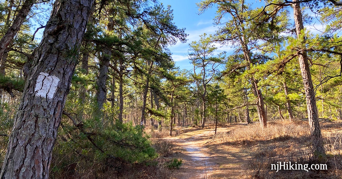 Batsto Lake Trail Wharton State Forest