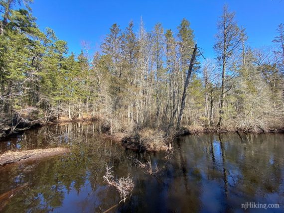 Pine trees along the shore of the Mullica River.