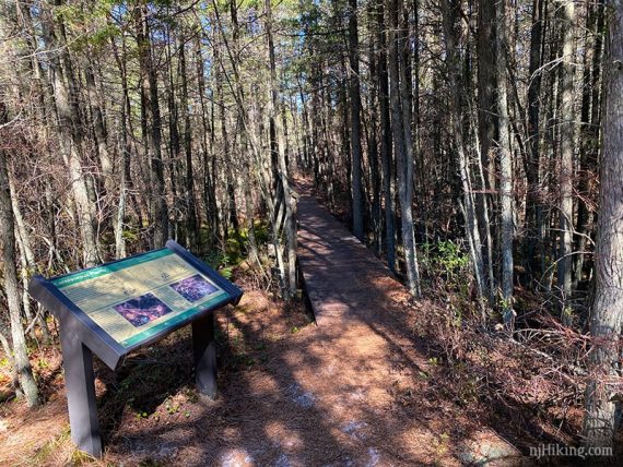 Tom's Trail through a cedar swamp.