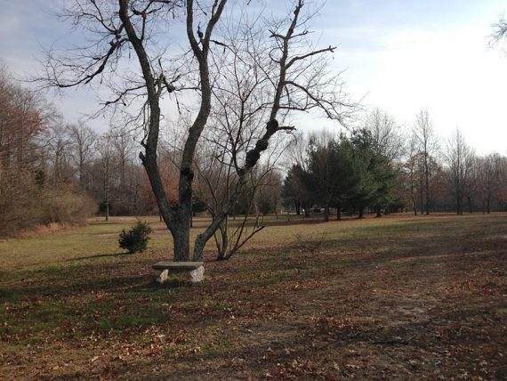 Arboretum near the nature trail