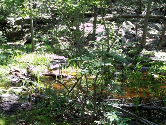 Bearfort Ridge Trail has some wet rock-hop crossings