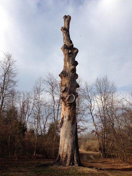 Big old tree trunk
