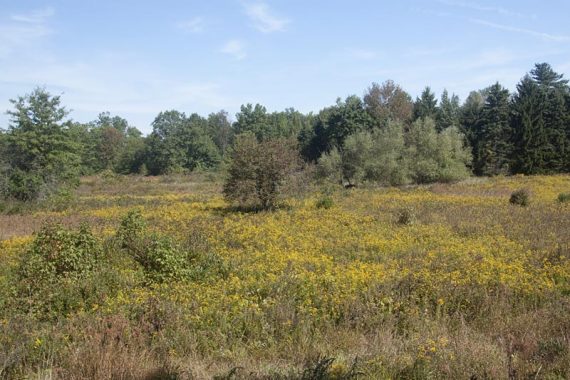 View from one of the wildlife blinds