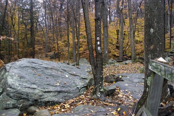 Three trail markers on a tree by a large rock.