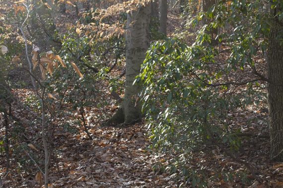 Wenonah Lake trail