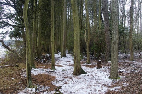 Cedar forest.