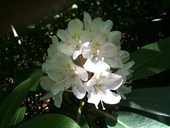 Rhododendron on Ernest Walter Trail