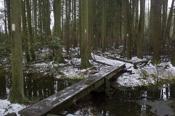 Boardwalk through a cedar swamp and stream.