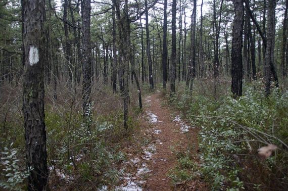 Path through a pine forest.