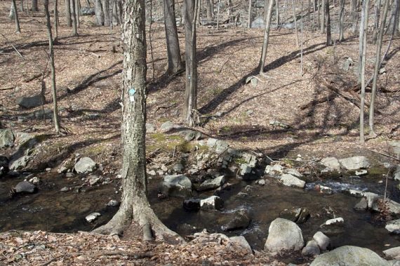 Stream crossing on Horse Pond Mtn Trail