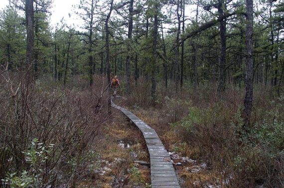 Hiker on a long boardwalk.