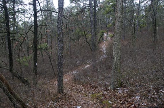 Trail through a pine forest.