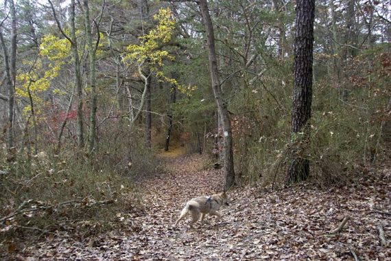 Dog on a hiking trail.