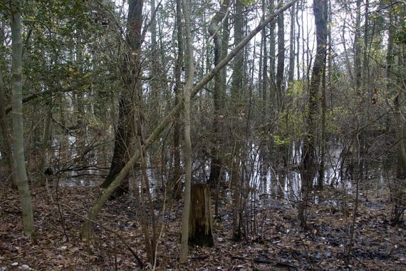 Wet area of trail.