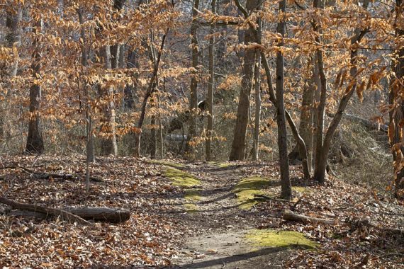 Mantua Creek Trail