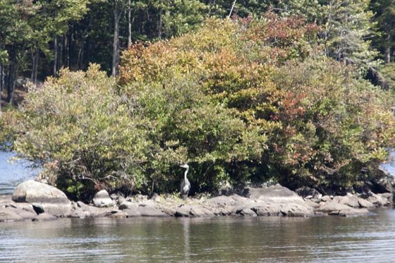 Great blue heron on a rocky island on a reservoir.