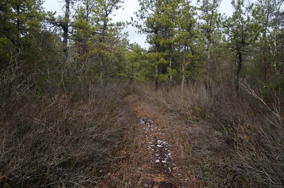 Low shrub bushes along a trail.