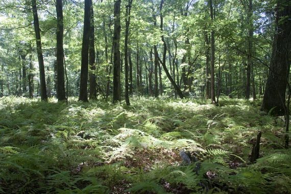 Ferns along the Blue Trail.