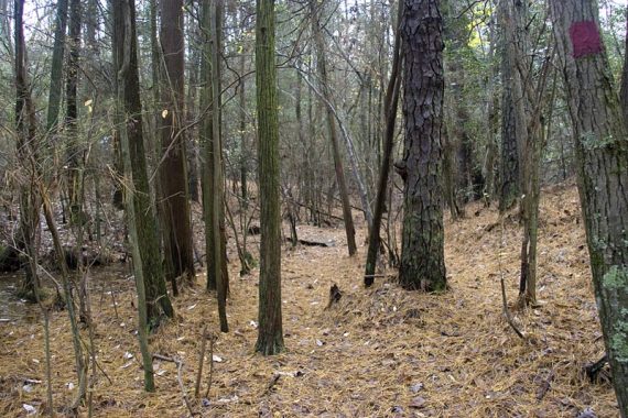 Trail covered with pine needles.