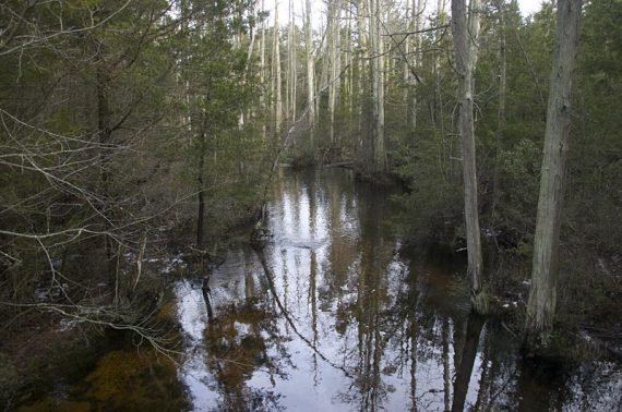 Stream in the pine barrens.