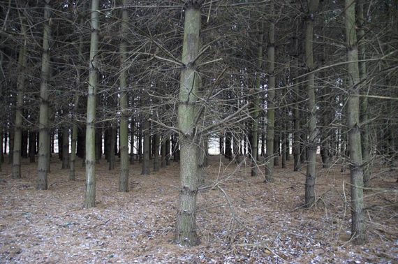 Pines in rows... an old Christmas Tree farm