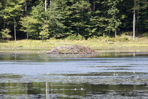 Beaver dam on Misty Pond.