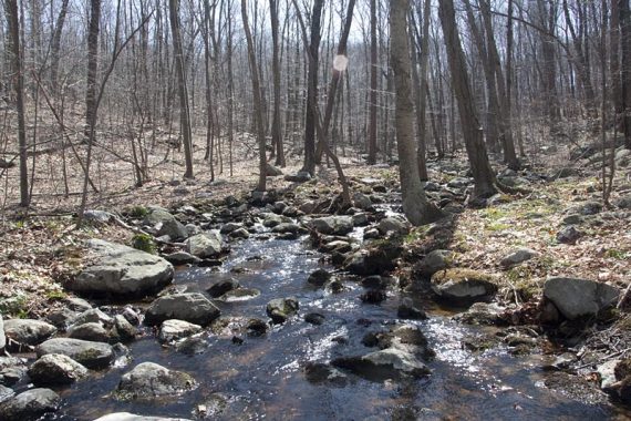 Burnt Meadow trail