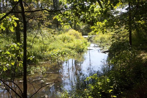 Along the Great Brook on the IVORY trail.