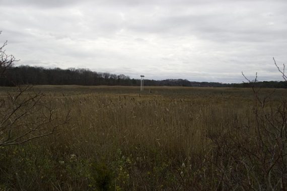 Nesting platform out in a marsh