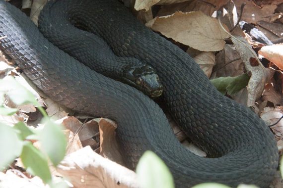 Black rat snake near the trail
