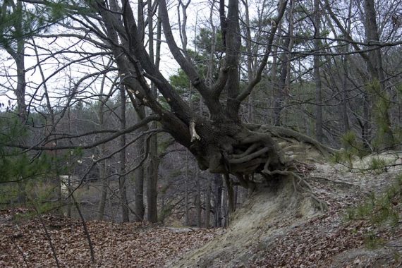 Interesting tree along Blue trail