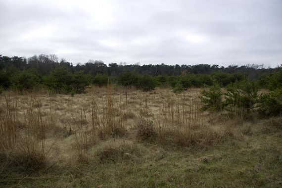 Field.