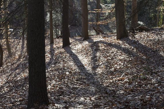 Comey Lake Trail