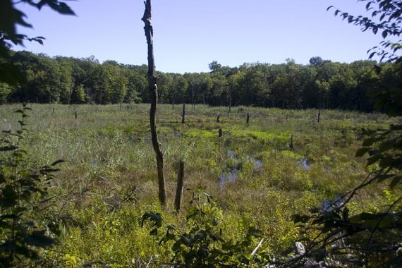 Swampy area on Jennings Hollow