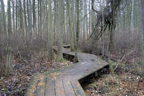 Green Trail thru a cedar swamp