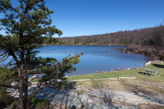 Large evergreen tree and picnic table next to a bright blue lake.