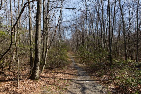 White blaze of the Appalachian Trail on a tree next to a level trail.