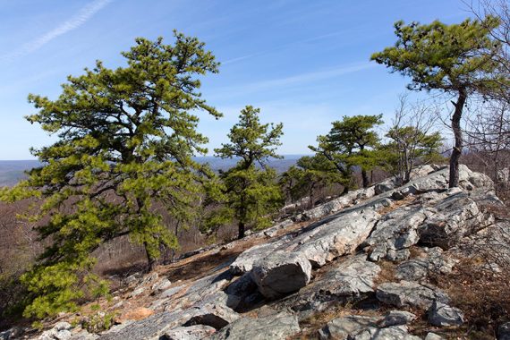 A side trail with pine trees and angled rock slabs.